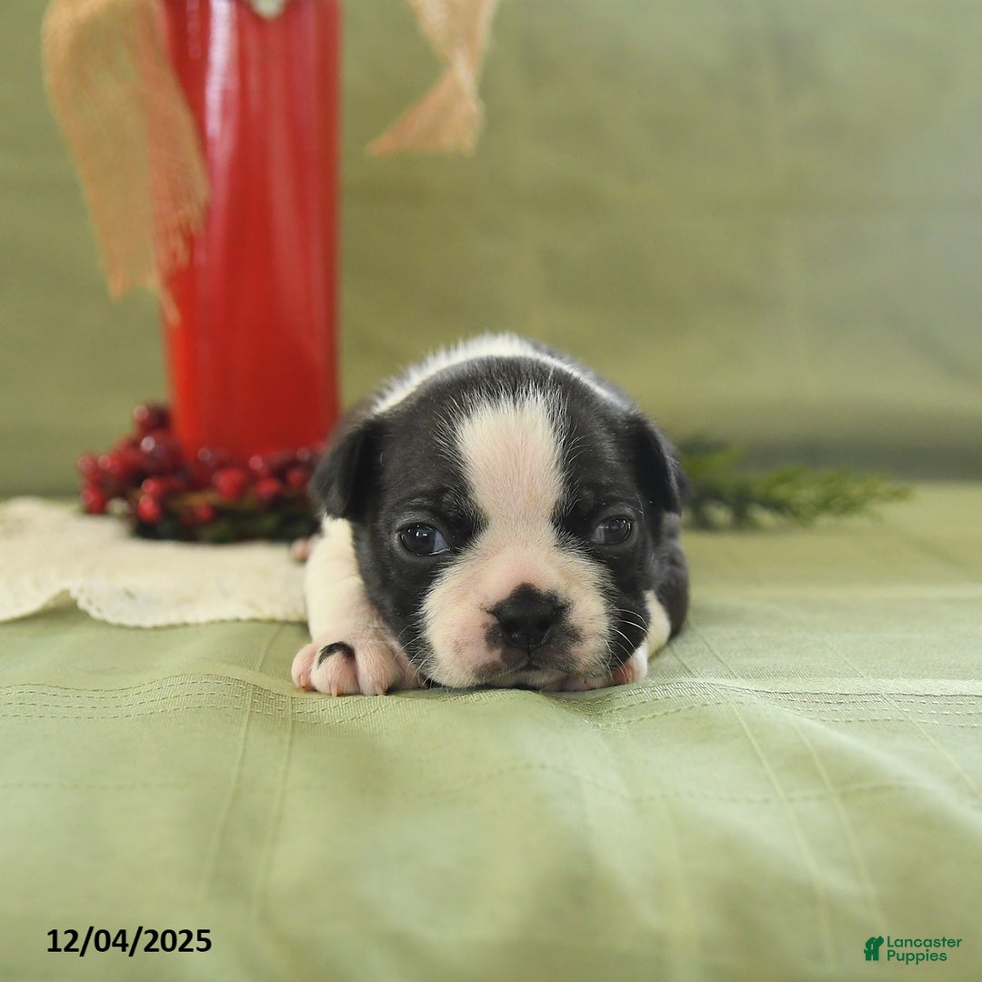 Boston Terrier dogs for sale: Dancer - Ad 5