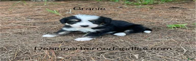 Gracie 