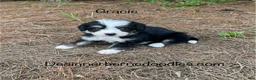 Mini Bernedoodle dogs for sale: Gracie  - Ad 1