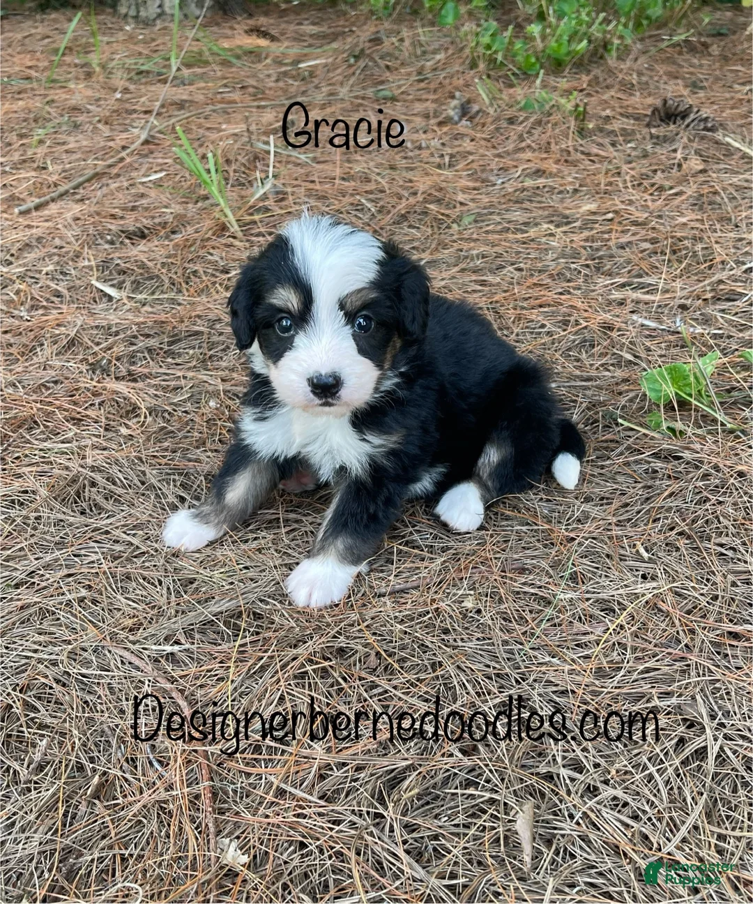 Mini Bernedoodle dogs for sale: Gracie  - Ad 1