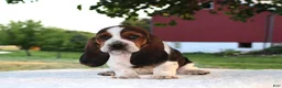 Basset Hound dogs for sale: Penny - Ad 3