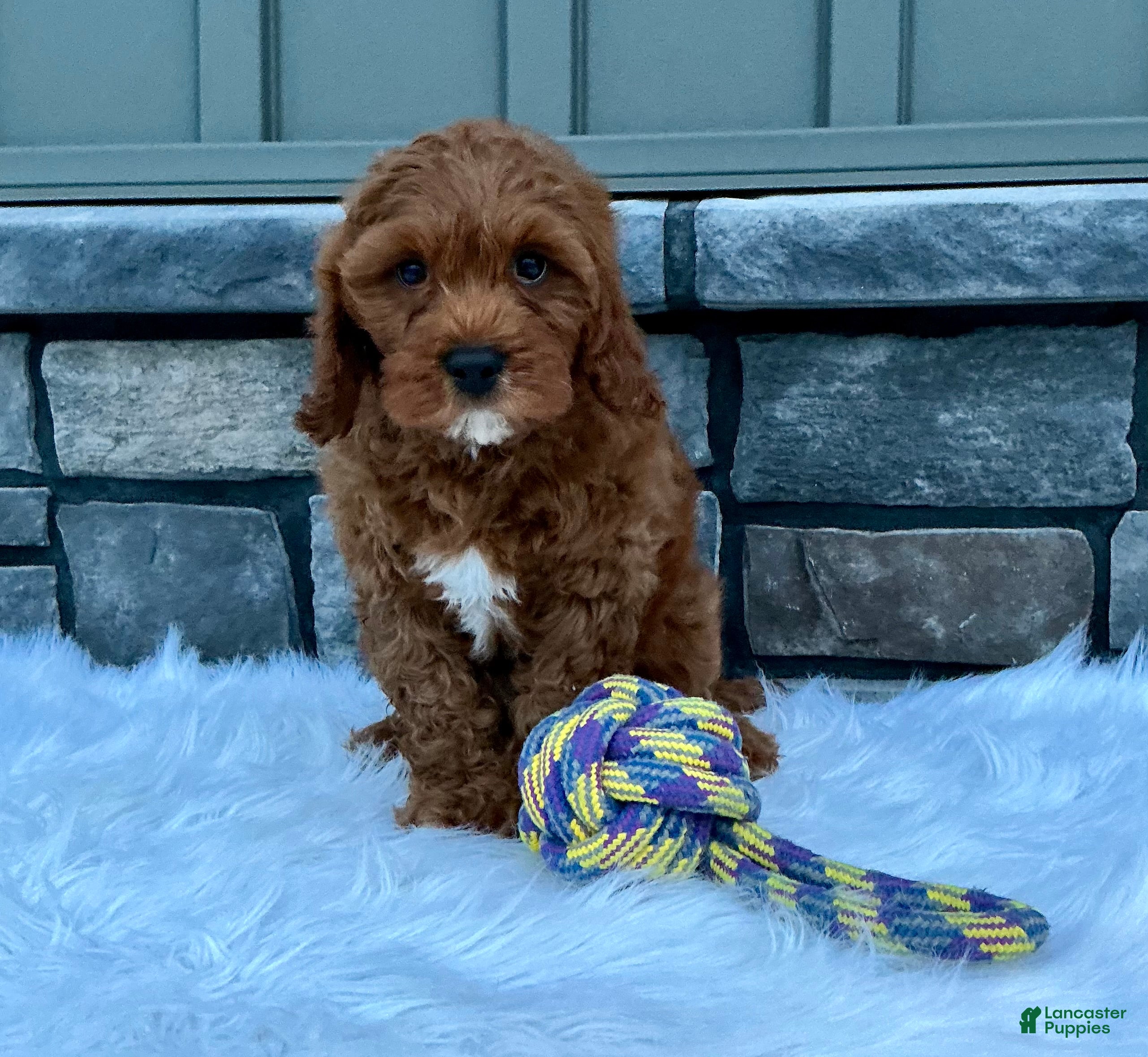 Cavapoo dogs Myles - Ad 2