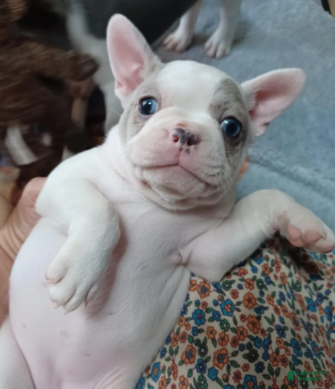 Frenchton dogs for sale: Zoe - Ad 2