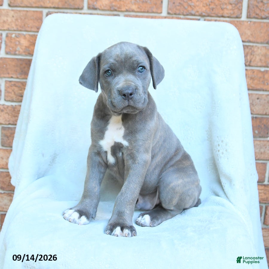 Cane Corso dogs Drake - Ad 1