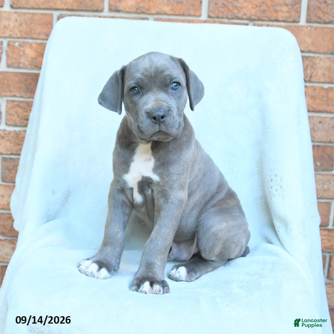 Cane Corso dogs for sale: Drake - Ad 1