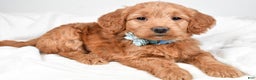 Mini Goldendoodle dogs for sale: Beulah - Ad 1