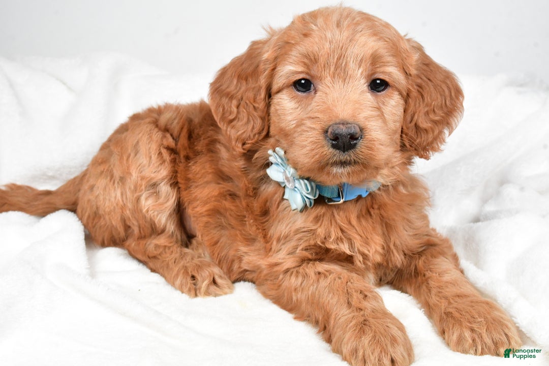 Mini Goldendoodle dogs for sale: Beulah - Ad 1