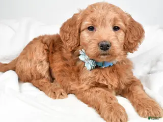 Mini Goldendoodle dogs Beulah - Ad 24