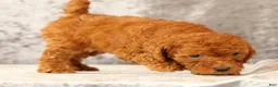 Havapoo dogs for sale: Debbie - Ad 7