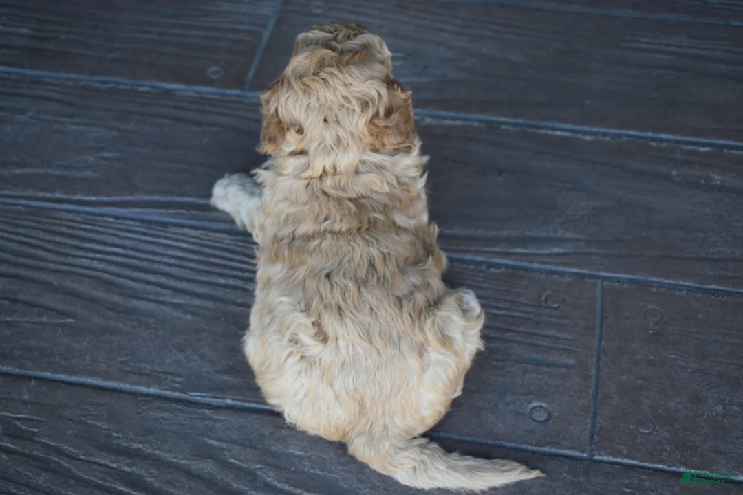 Mini Goldendoodle dogs for sale: River - Ad 5