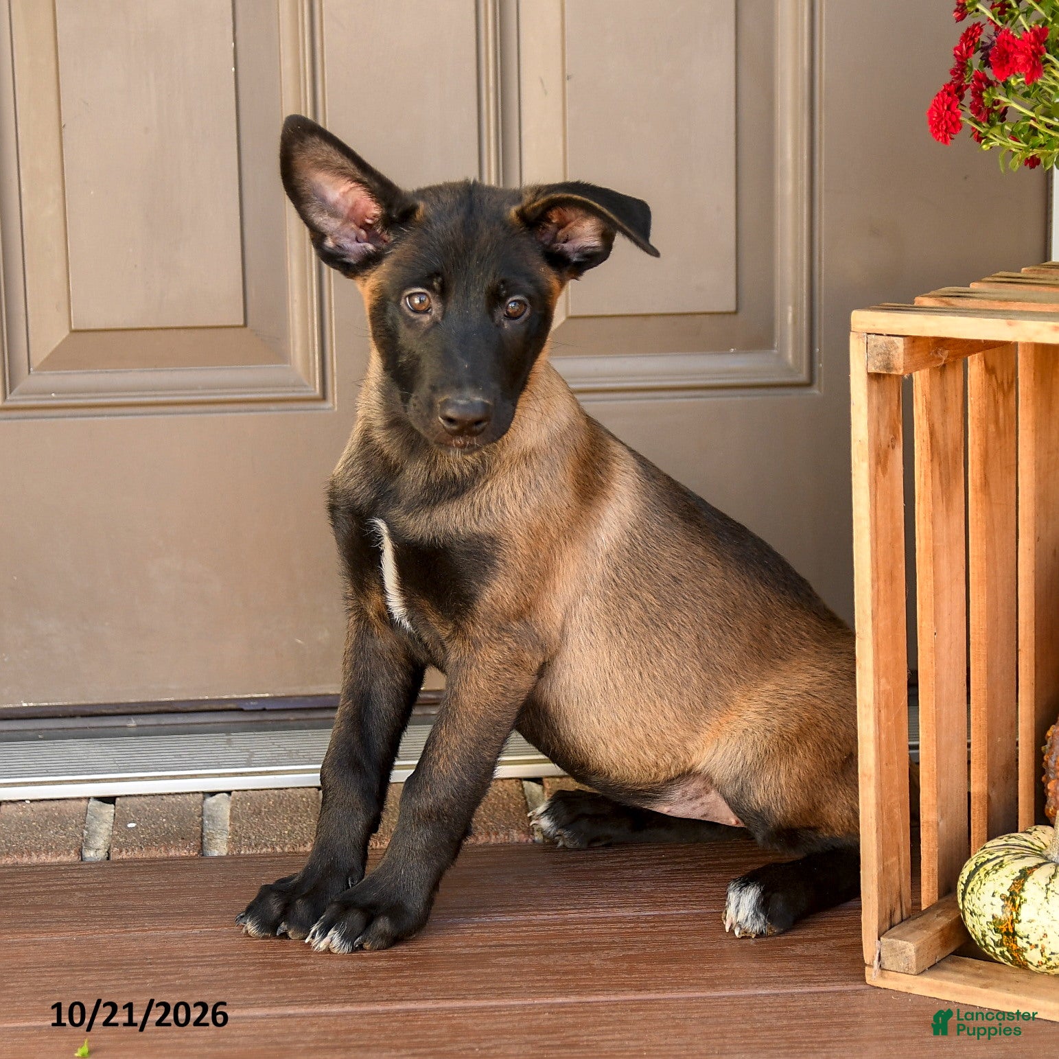 Belgian Malinois dogs for sale: Adele - Ad 1
