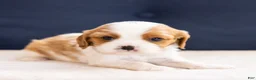 Cavalier King Charles Spaniel dogs for sale: Chilli - Ad 1