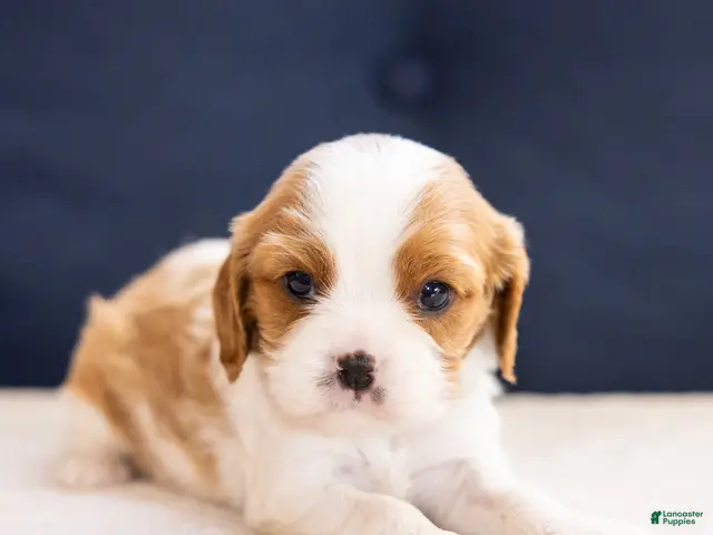 Cavalier King Charles Spaniel dogs Chilli - Ad 1