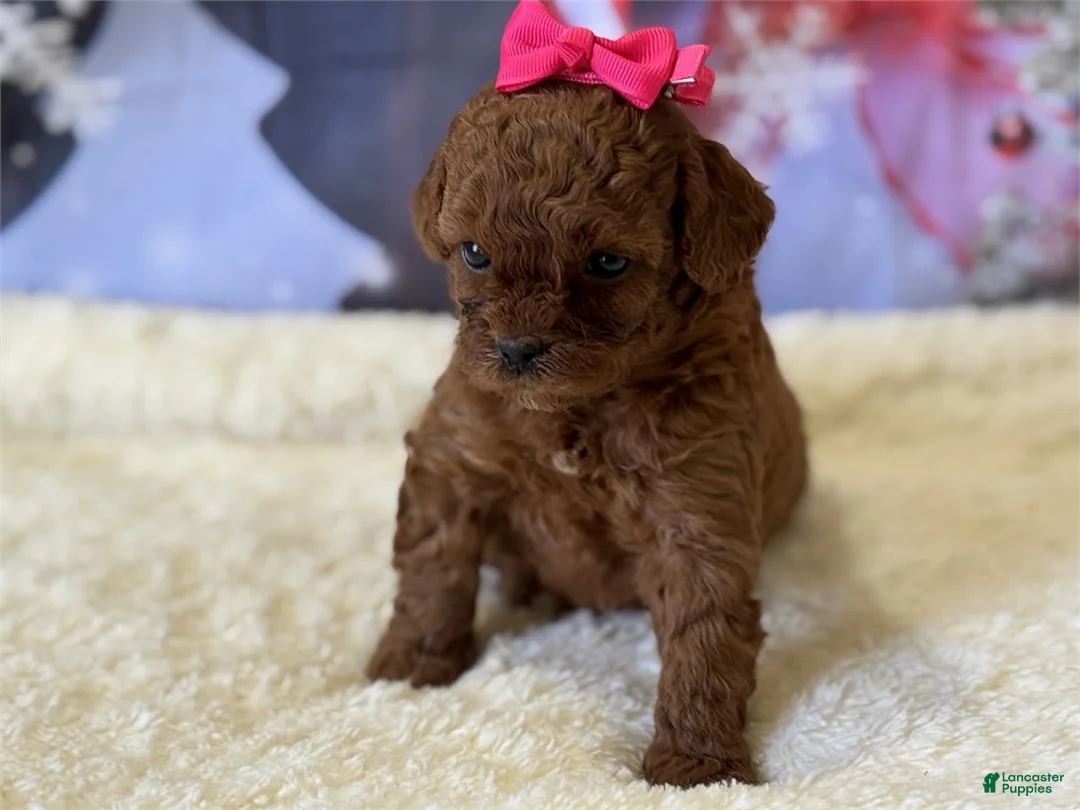 Mixed Breed dogs for sale: Poodle - Ad 2