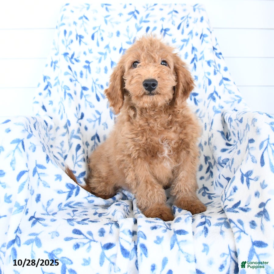 Mini Goldendoodle dogs Hickory - Ad 3