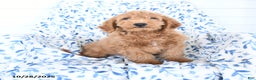 Mini Goldendoodle dogs for sale: Hickory - Ad 1