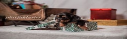 Miniature Dachshund dogs for sale: Red Collar Black & Tan Dachshund Puppy - Ad 11