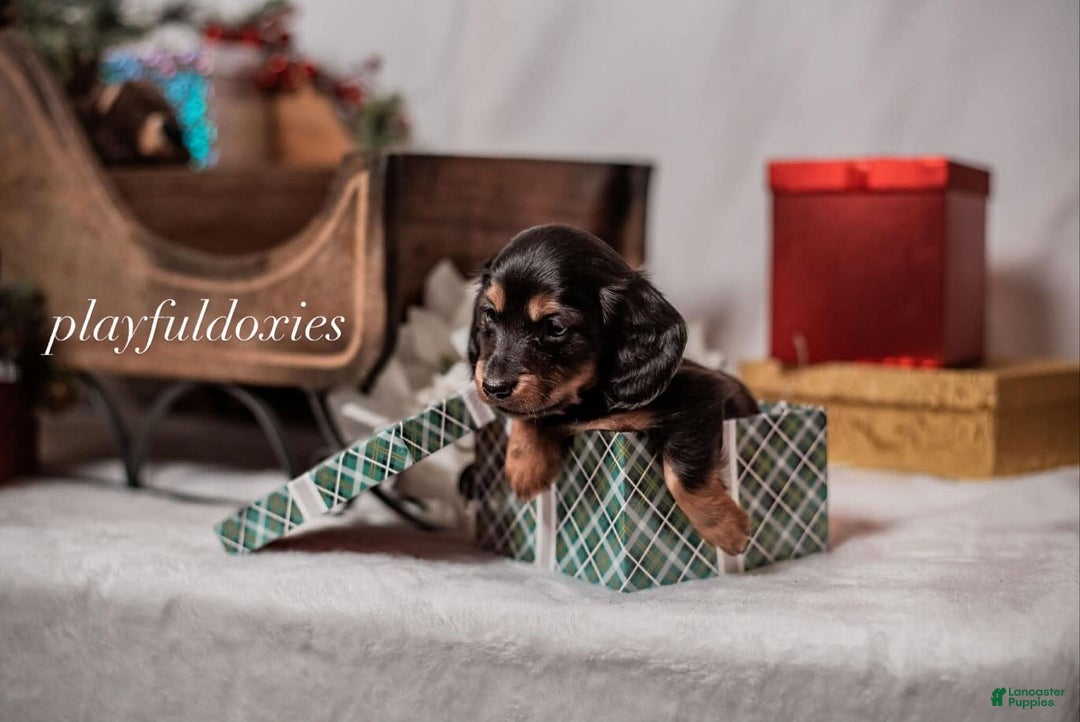 Miniature Dachshund dogs for sale: Red Collar Black & Tan Dachshund Puppy - Ad 11