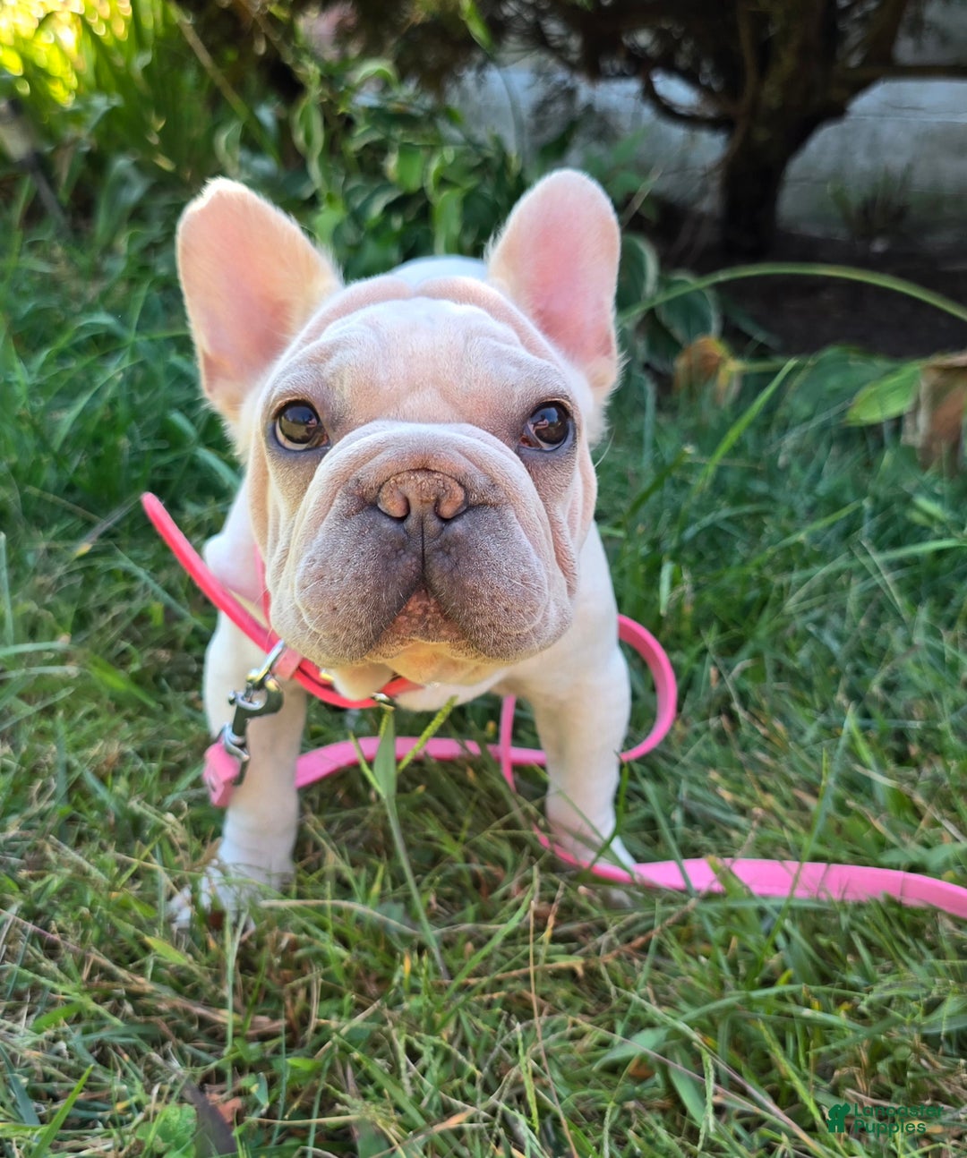 French Bulldog dogs for sale: Tyson - Ad 16