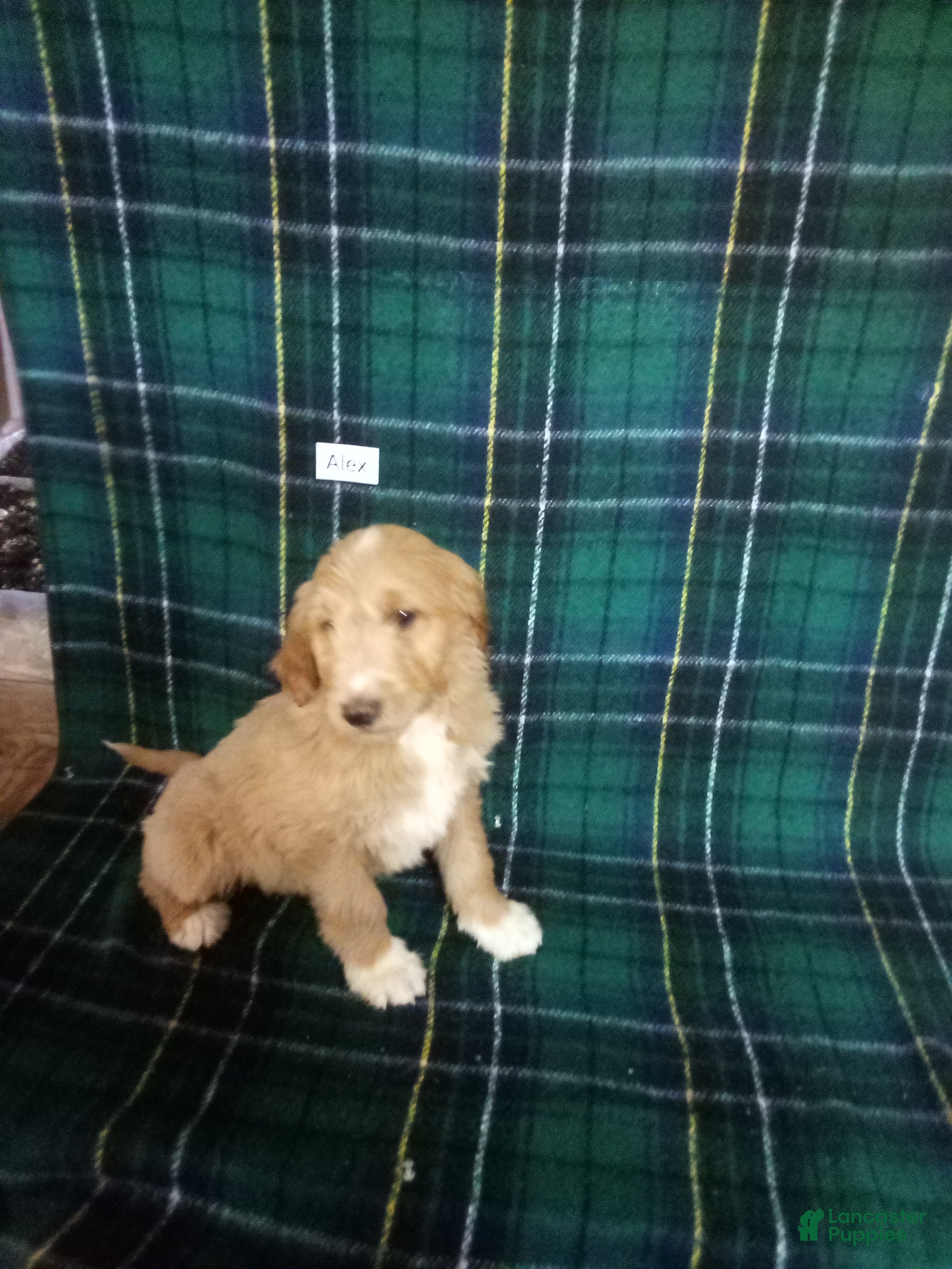 Mixed Breed dogs Alex  - Ad 2