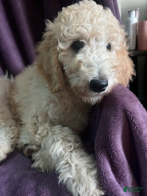 Goldendoodle dogs Autumn - Ad 2