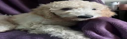Goldendoodle dogs for sale: Autumn - Ad 2