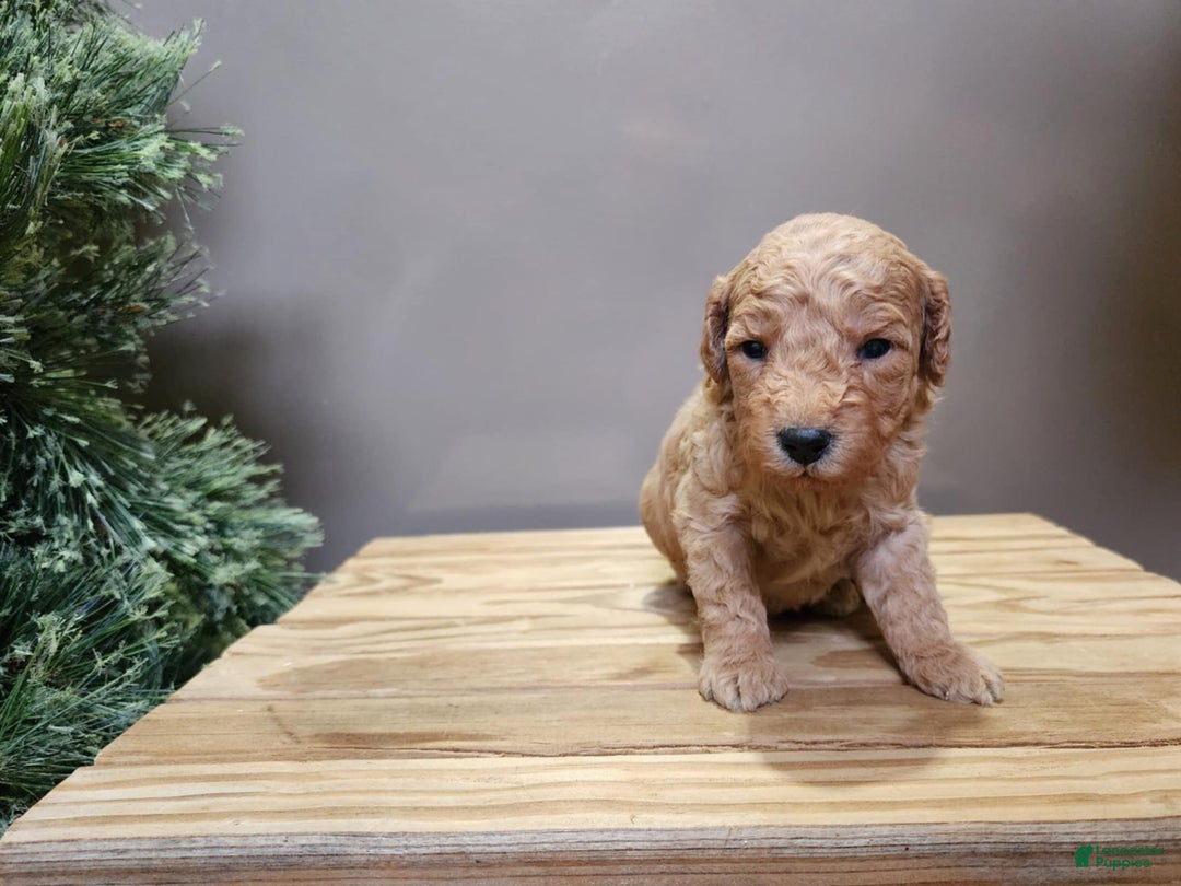 Mini Goldendoodle dogs for sale: Indy - Ad 10