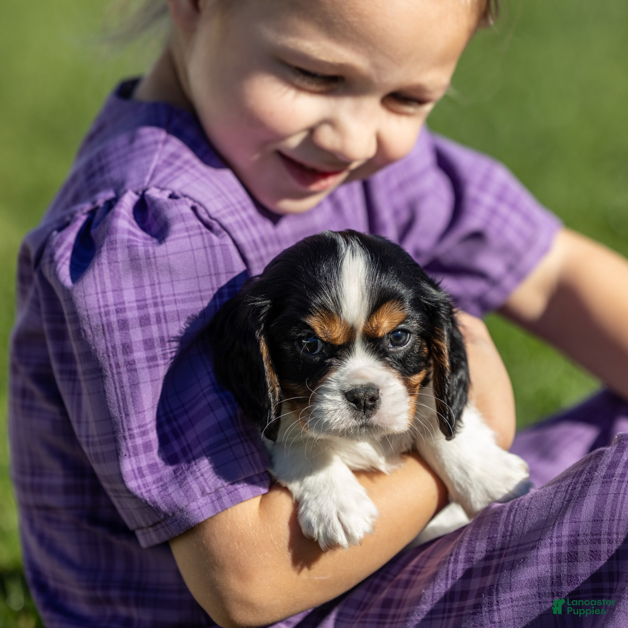 Cavalier King Charles Spaniel dogs Ezra - Ad 1