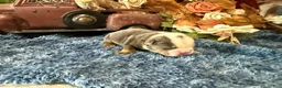 English Bulldog dogs for sale: Blues Clues - Ad 5