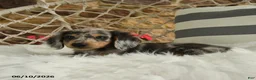 Dachshund dogs for sale: Jake - Ad 4