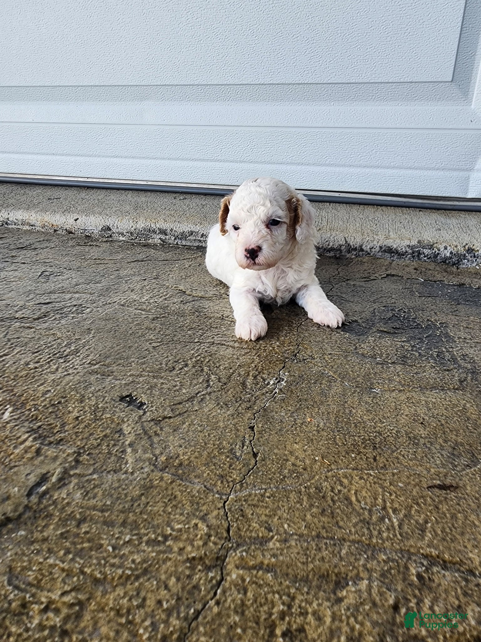 Toy Poodle dogs Toy Poodle 4 - Ad 1