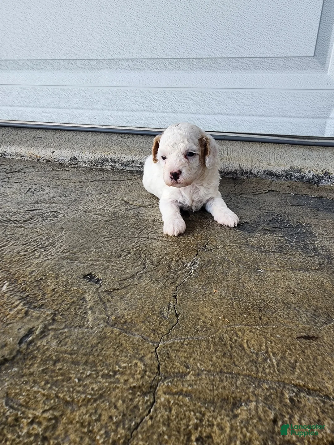 Toy Poodle dogs for sale: Toy Poodle 4 - Ad 1