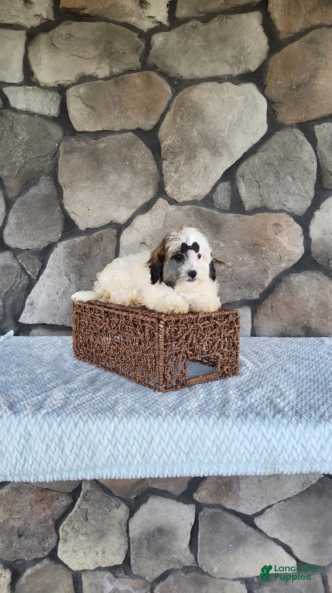 Shihpoo dogs for sale: Bailey - Ad 17