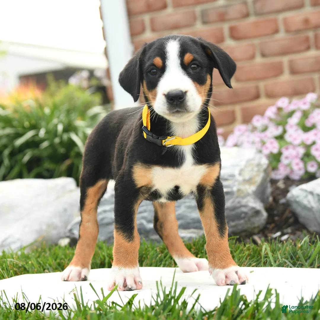 Greater Swiss Mountain Dog dogs for sale: Patriot - Ad 3