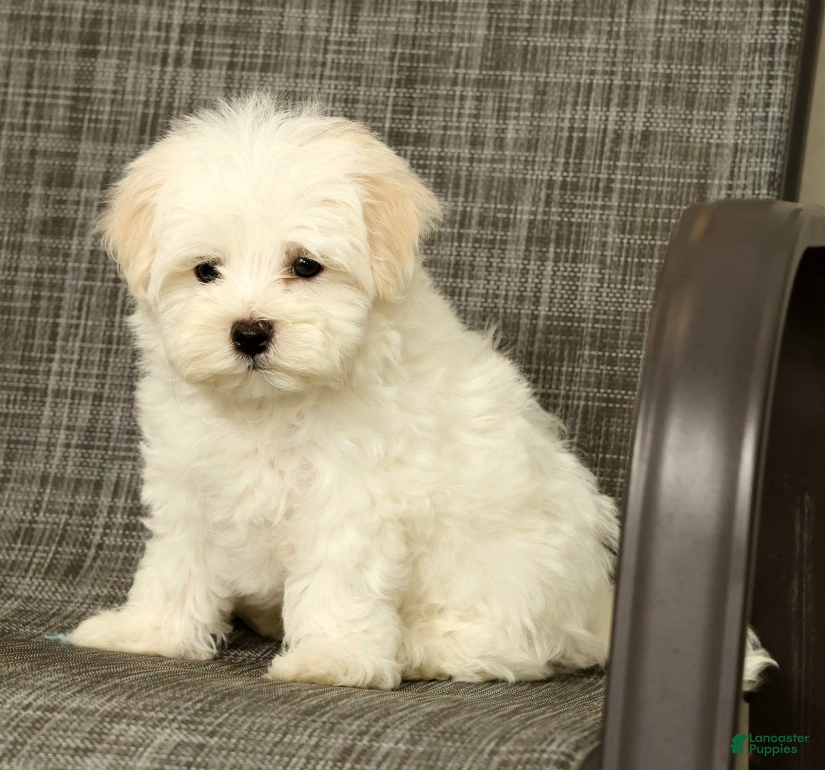 Maltese dogs Benji - Ad 2