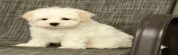Maltese dogs for sale: Benji - Ad 9