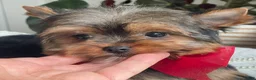 Yorkshire Terrier dogs for sale: Fido - Ad 10