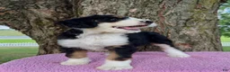 Bernedoodle dogs for sale: Honey - Ad 9