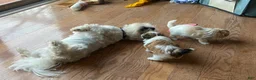 Teddy Bear dogs for sale: Teddy Bear 3 - Ad 3