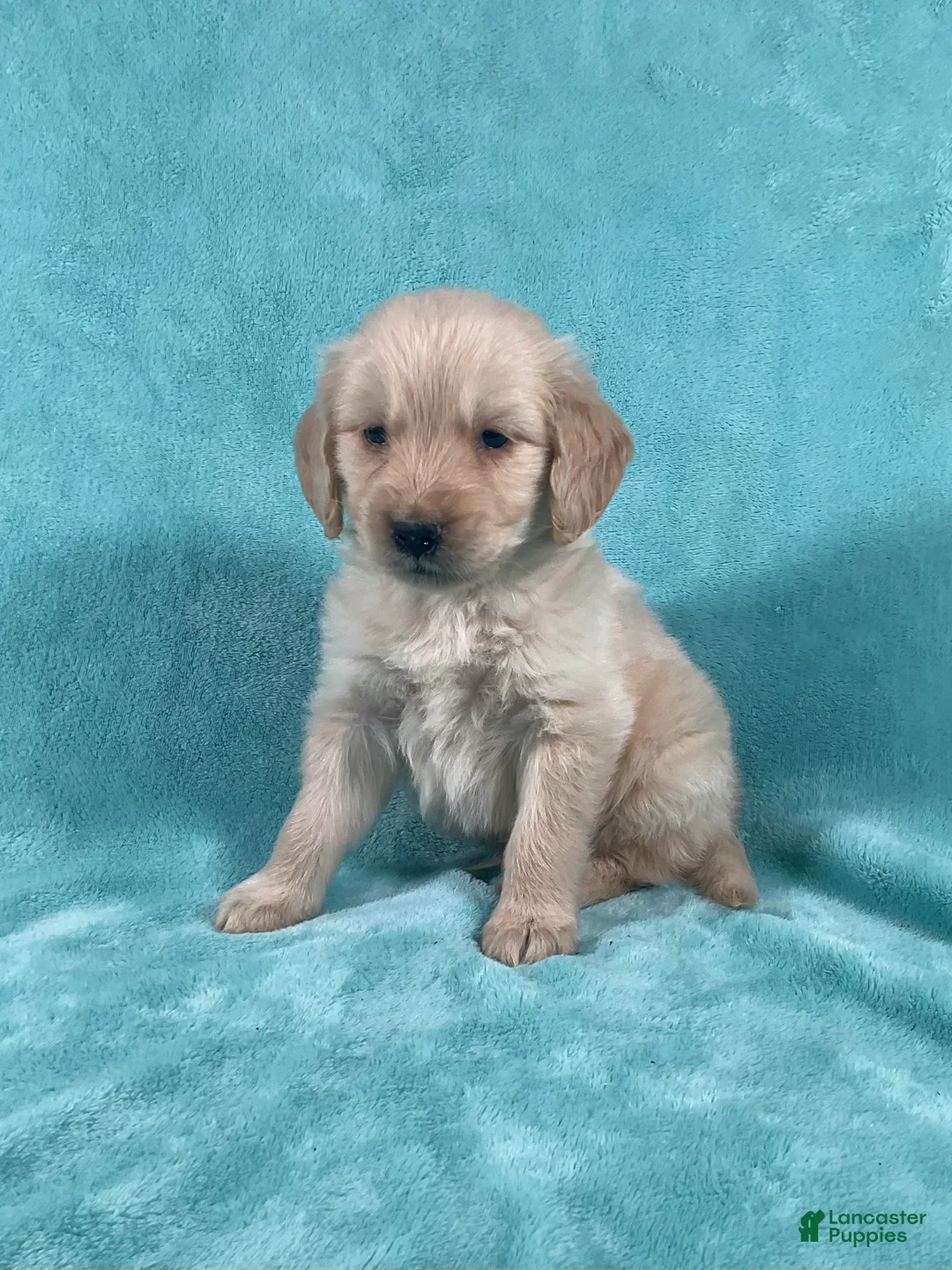 Golden Retriever dogs for sale: Rosco 8244 - Ad 1