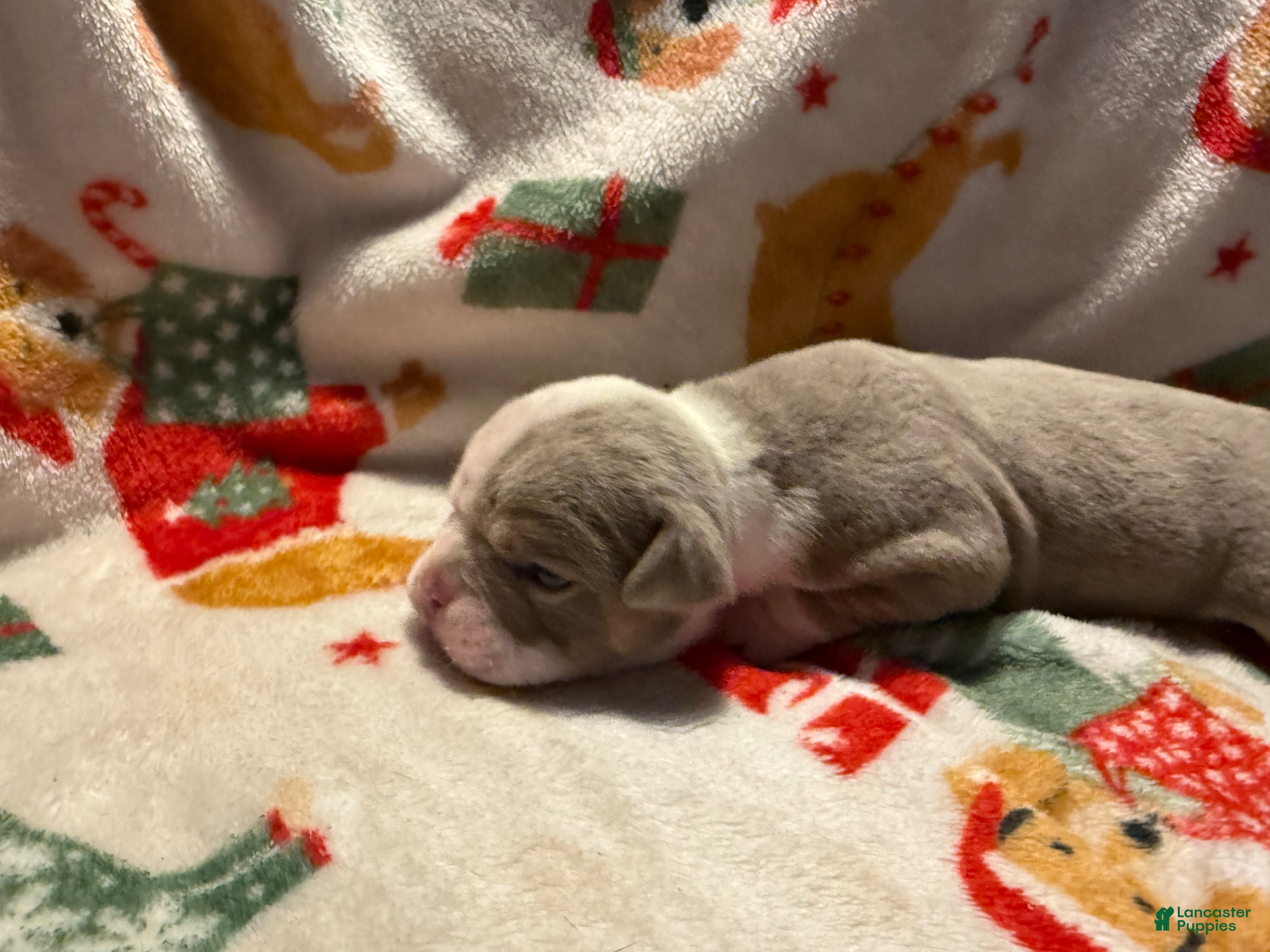 Olde English Bulldogge dogs Tri Lilac  - Ad 2