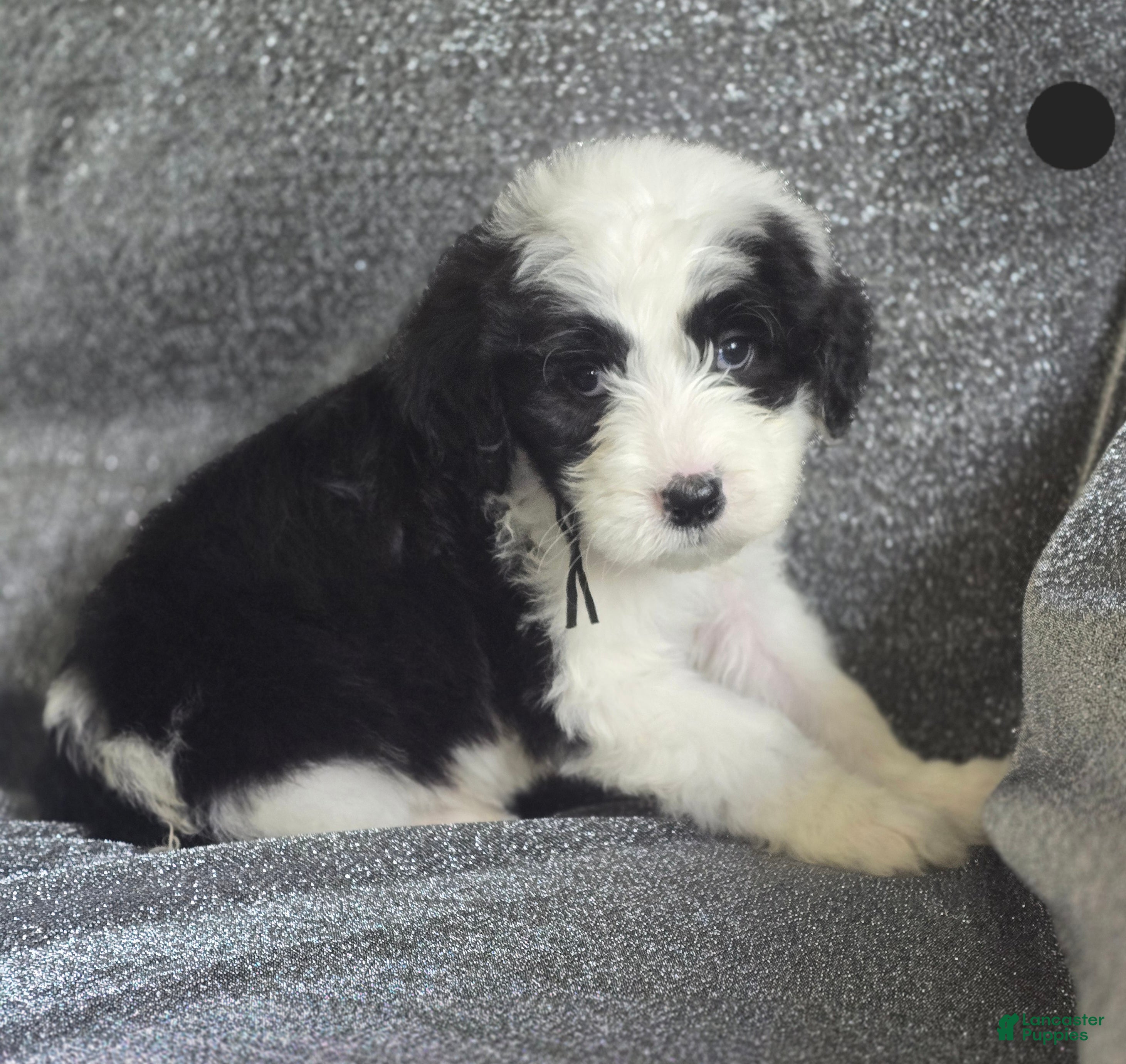 Sheepadoodle dogs Aster- black collar - Ad 29