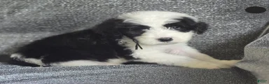 Aster- black collar
