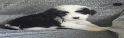 Sheepadoodle dogs for sale: Aster- black collar - Ad 1