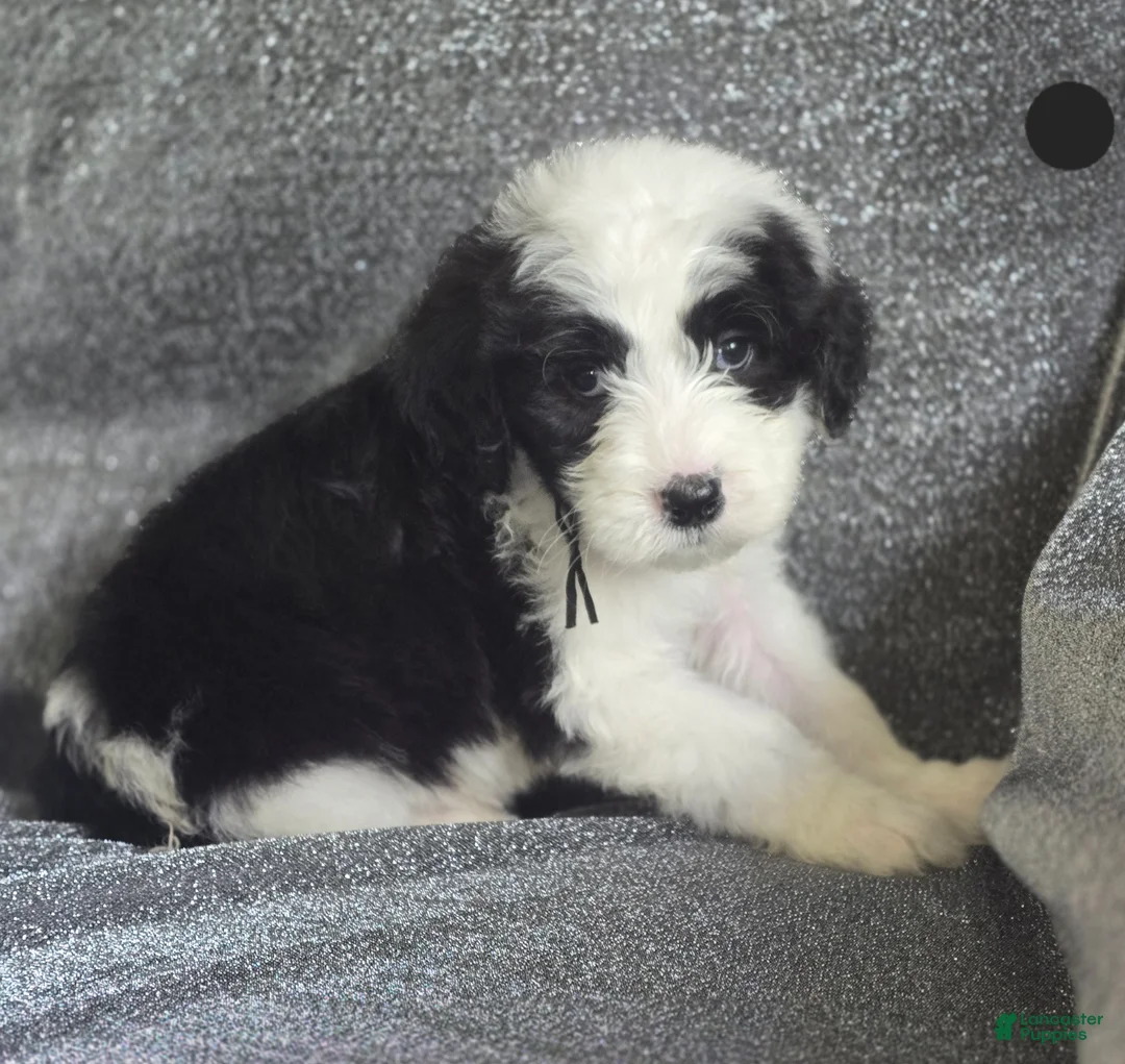 Sheepadoodle dogs for sale: Aster- black collar - Ad 1