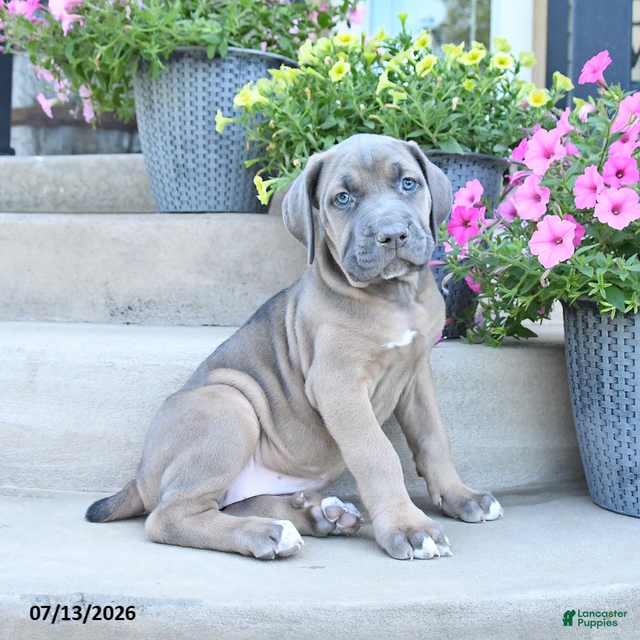 Cane Corso dogs Raven - Ad 1