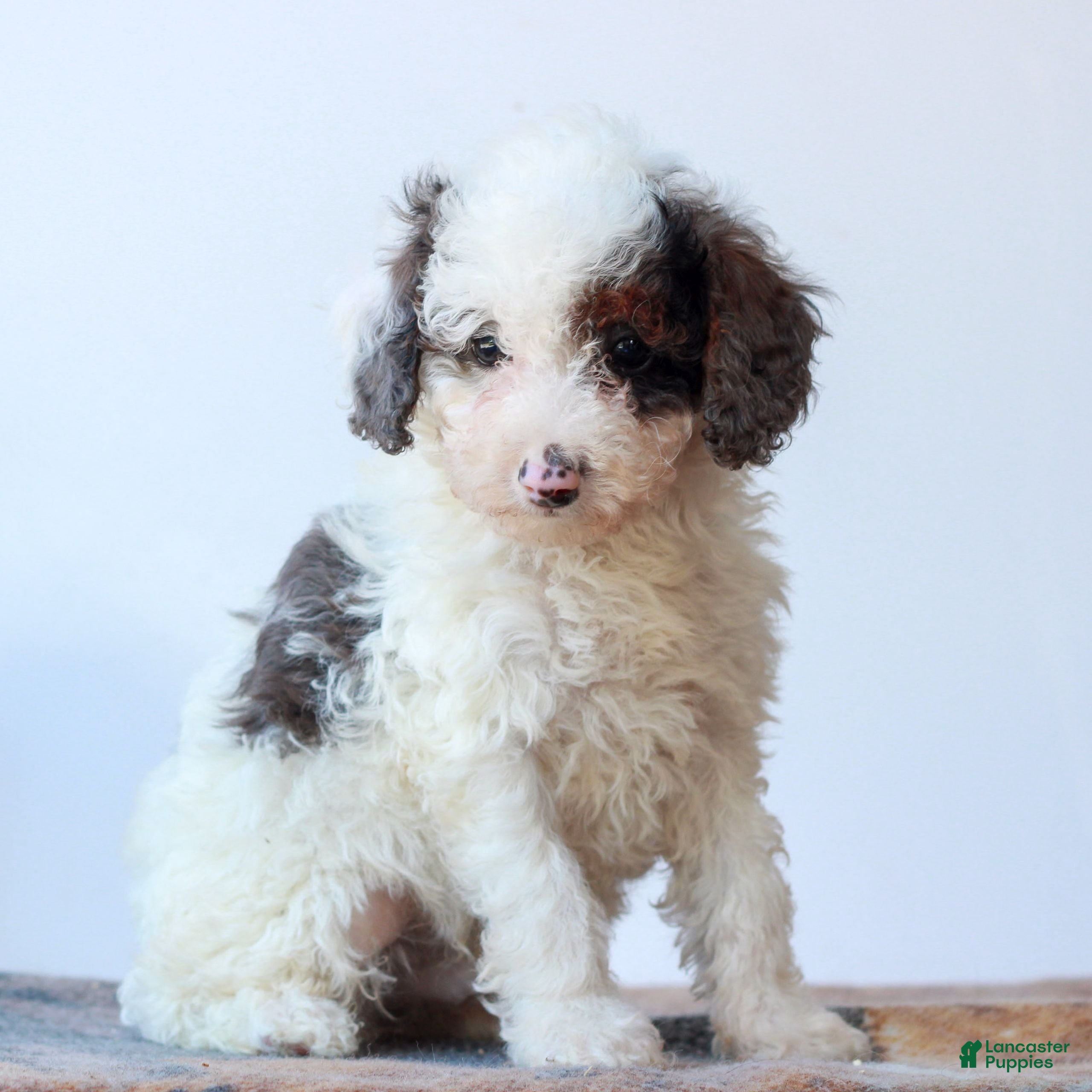 Miniature Poodle dogs Carson  - Ad 2