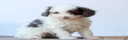Miniature Poodle dogs for sale: Carson  - Ad 2