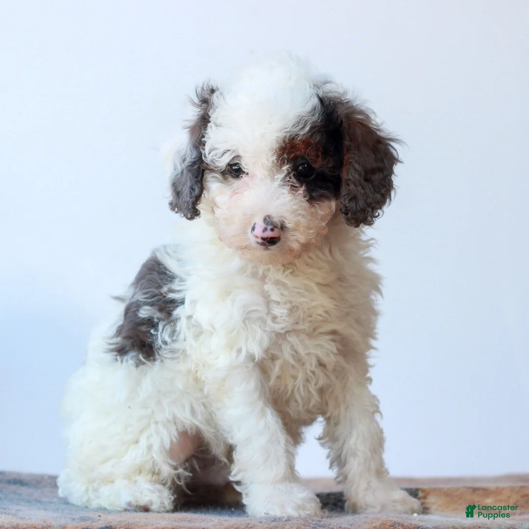 Miniature Poodle dogs for sale: Carson  - Ad 2