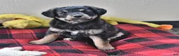 Mixed Breed dogs for sale: Arabelle - Ad 5